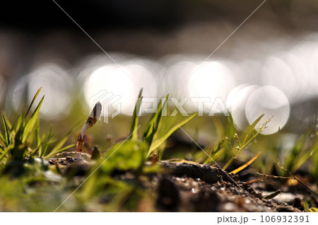 春の光に照らされる土筆 春の光に照らされる土筆 106932391