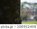 木に生える新芽 106932408