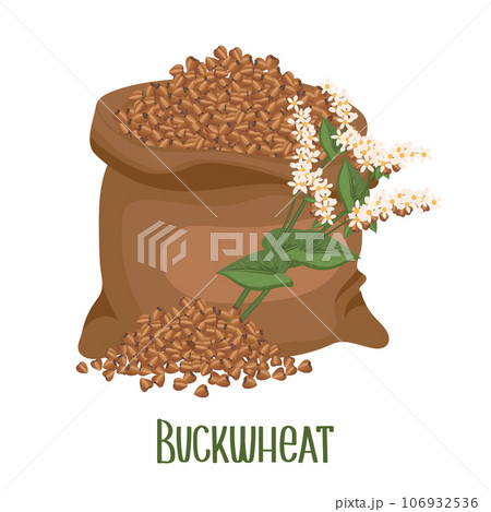 Set of buckwheat grains and spikelets. Buckwheat plant, buckwheat grains in a linen bag. Agriculture, food icons, design elements, vector Set of buckwheat grains and spikelets. Buckwheat plant, buckwheat grains in a linen bag. Agriculture, food icons, design elements, vector 106932536
