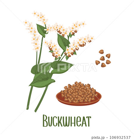 Set of buckwheat grains and spikelets. Buckwheat plant, buckwheat grains in a plate. Agriculture, food icons, design elements, vector Set of buckwheat grains and spikelets. Buckwheat plant, buckwheat grains in a plate. Agriculture, food icons, design elements, vector 106932537