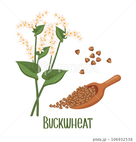 Set of buckwheat grains and spikelets. Buckwheat plant, buckwheat grains. Agriculture, food icons, design elements, vector Set of buckwheat grains and spikelets. Buckwheat plant, buckwheat grains. Agriculture, food icons, design elements, vector 106932538