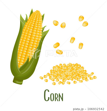 Set of corn kernels and cobs. Corn plant, sweet corn, corn cobs, corn kernels. Agriculture, food icons, vector 106932542