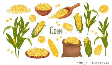 Set of corn grains and spikelets. Corn plant, Sweet corn, corn cobs, corn grains in a plate, spoon and bag. Agriculture, food icons, vector Set of corn grains and spikelets. Corn plant, Sweet corn, corn cobs, corn grains in a plate, spoon and bag. Agriculture, food icons, vector 106932548