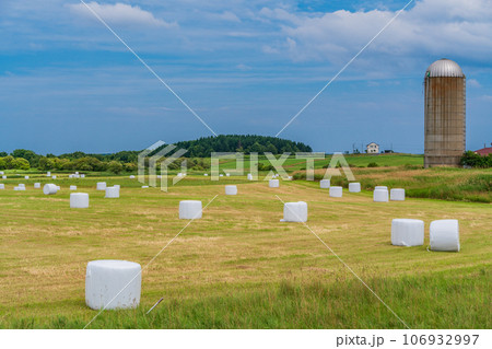北海道らしい風景・ロールベールラップサイロの点在する採草地 北海道らしい風景・ロールベールラップサイロの点在する採草地 106932997