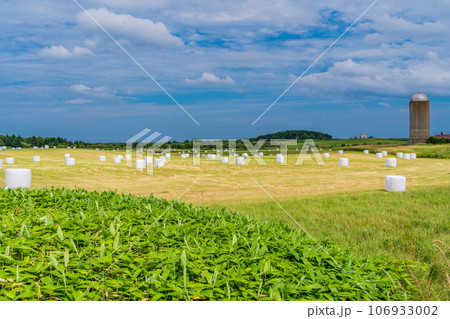 北海道らしい風景・ロールベールラップサイロの点在する採草地 北海道らしい風景・ロールベールラップサイロの点在する採草地 106933002