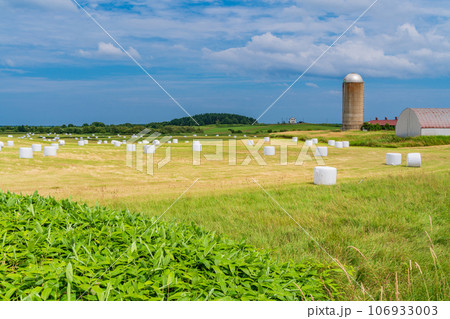 北海道らしい風景・ロールベールラップサイロの点在する採草地 106933003