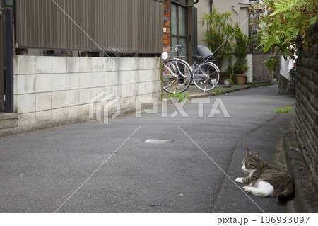 都会の野良猫 106933097