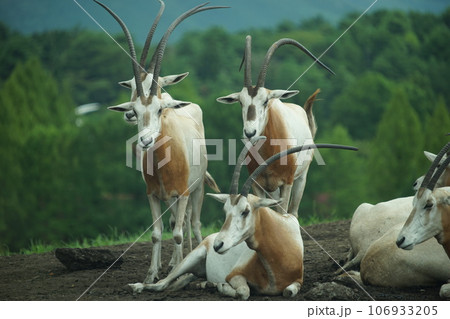 シロオリックス シロオリックス 106933205