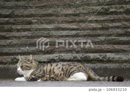 都会の野良猫 106933210