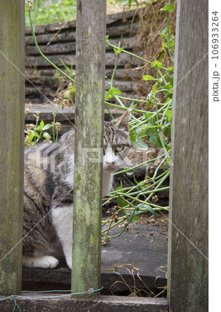 都会の野良猫 都会の野良猫 106933264