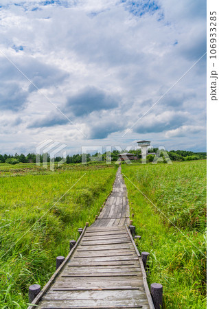 （北海道）ベニヤ原生花園　木道 106933285