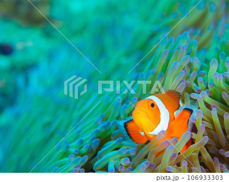 イソギンチャクの中で隠れるカクレクマノミ 106933303