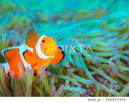 イソギンチャクの中で隠れるカクレクマノミ 106933304