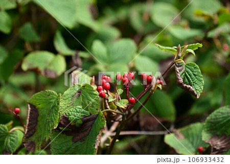 八幡平の植物 オオカメノキ 106933432