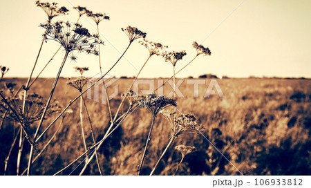 Dry plants in the meadow close-up. Wild dry field plants in autumn at sunset. Added vintage photo effect Dry plants in the meadow close-up. Wild dry field plants in autumn at sunset. Added vintage photo effect 106933812