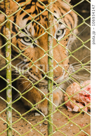 A large tiger eats raw chicken. imprisoned in a steel cage 106934147