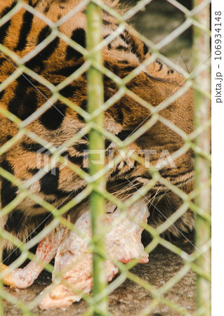 A large tiger eats raw chicken. imprisoned in a steel cage 106934148