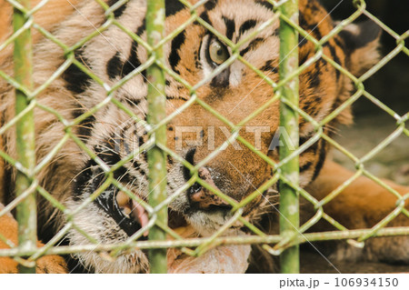 A large tiger eats raw chicken. imprisoned in a steel cage 106934150