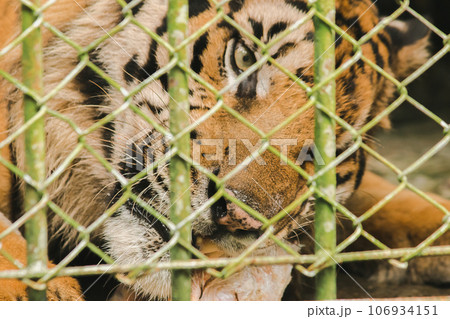 A large tiger eats raw chicken. imprisoned in a steel cage 106934151