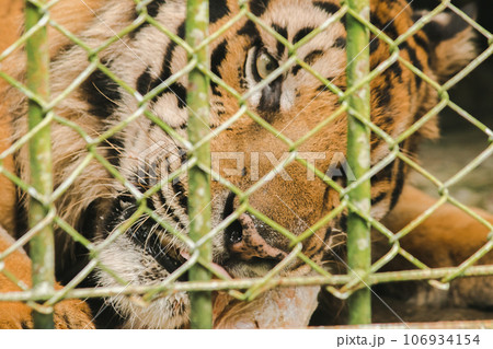A large tiger eats raw chicken. imprisoned in a steel cage 106934154