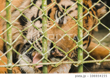 A large tiger eats raw chicken. imprisoned in a steel cage 106934155