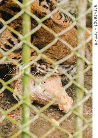 A large tiger eats raw chicken. imprisoned in a steel cage 106934156