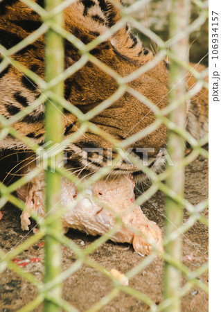 A large tiger eats raw chicken. imprisoned in a steel cage A large tiger eats raw chicken. imprisoned in a steel cage 106934157