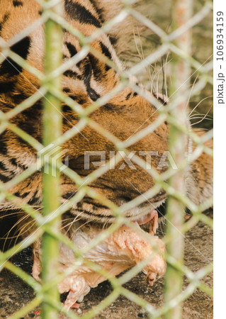 A large tiger eats raw chicken. imprisoned in a steel cage A large tiger eats raw chicken. imprisoned in a steel cage 106934159