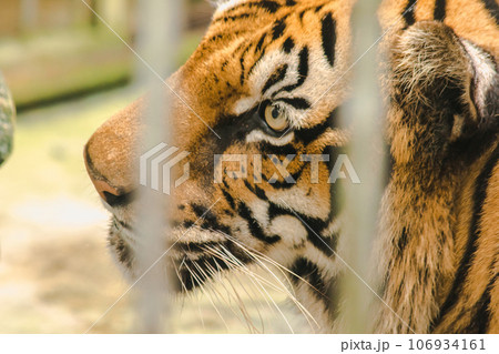 A big Bengal tiger trapped in an iron cage. A big Bengal tiger trapped in an iron cage. 106934161