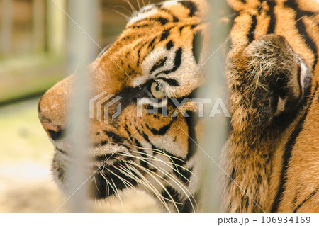 A big Bengal tiger trapped in an iron cage. 106934169