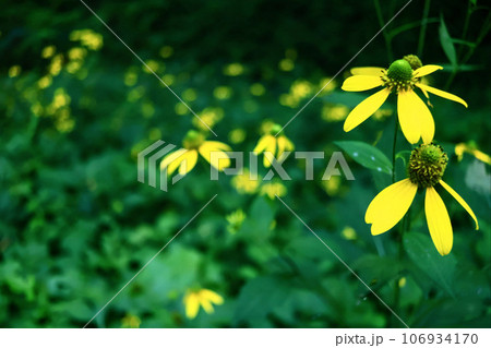 黄色い花 106934170