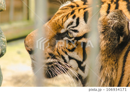A big Bengal tiger trapped in an iron cage. 106934171