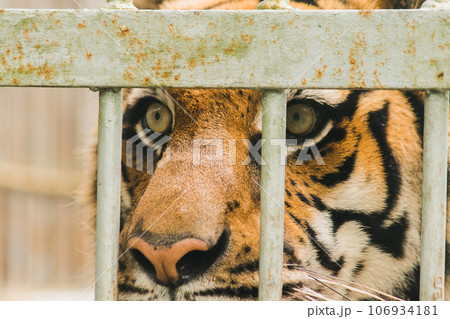 A big Bengal tiger trapped in an iron cage. 106934181