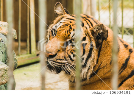A big Bengal tiger trapped in an iron cage. A big Bengal tiger trapped in an iron cage. 106934191