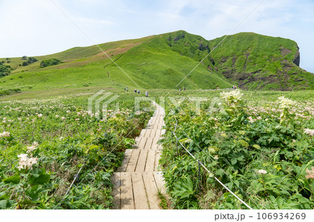 礼文島の桃岩展望台コースの遊歩道から 礼文島の桃岩展望台コースの遊歩道から 106934269