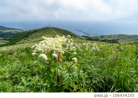 礼文島に咲く大型の植物、エゾニュウ 礼文島に咲く大型の植物、エゾニュウ 106934285