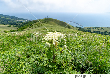 礼文島に咲くエゾニュウという名の植物 106934286