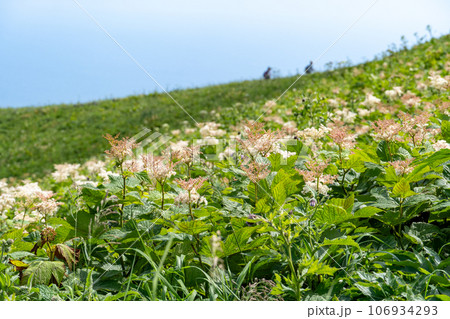 礼文島に咲き乱れる高山植物 106934293