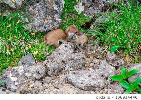 捕食されるエゾナキウサギ 106934440