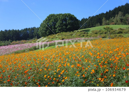 【動画あり】コスモスの花 106934679