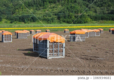 【動画あり】玉ねぎ畑・収穫された玉ねぎ・9月（北海道北見市） 106934681