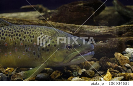 【動画あり】ブラウントラウト 106934683