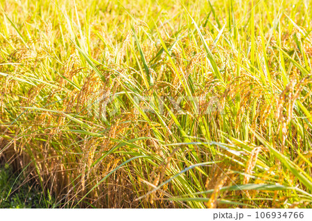 秋色の稲田 106934766