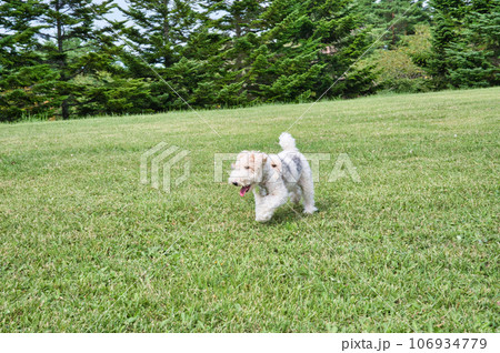 芝生で遊ぶワイアーフォックステリア 芝生で遊ぶワイアーフォックステリア 106934779