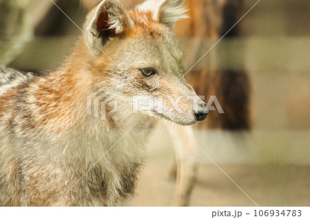 The fox was trapped in a cage without freedom. The fox was trapped in a cage without freedom. 106934783