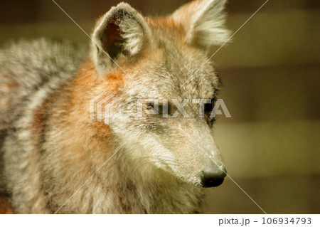 The fox was trapped in a cage without freedom. 106934793