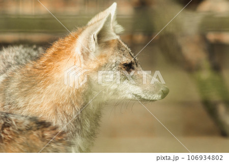The fox was trapped in a cage without freedom. 106934802