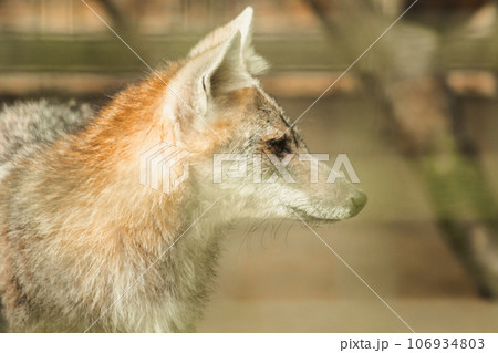 The fox was trapped in a cage without freedom. The fox was trapped in a cage without freedom. 106934803