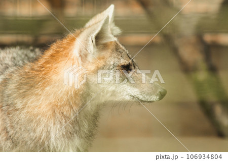 The fox was trapped in a cage without freedom. 106934804