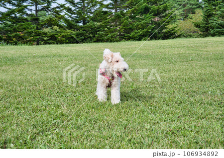芝生で遊ぶワイアーフォックステリア 106934892